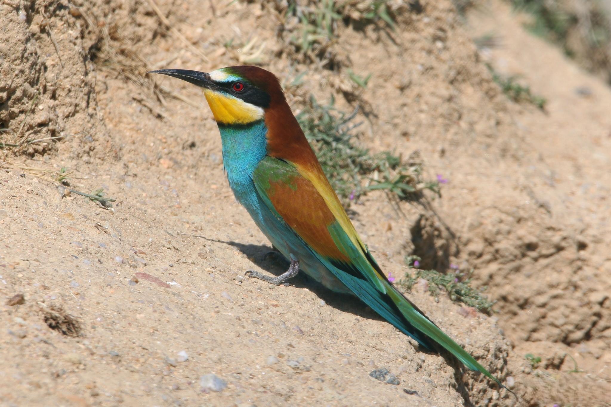 Bee-Eater Bird